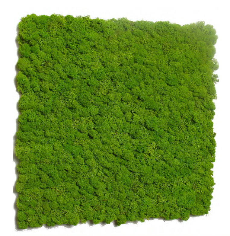 Stabilizovaná mechová stěna panel, 100x100cm