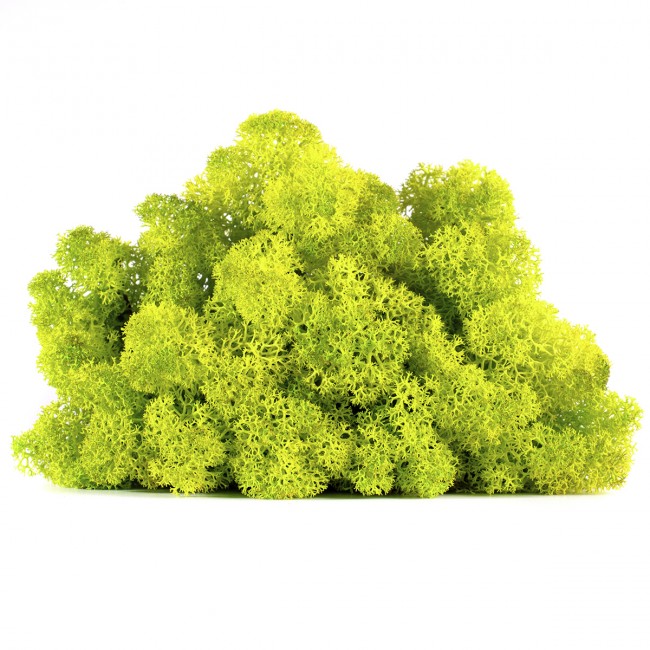 Stabilizovaný mech lišejník 0,5 kg - jarní zelená