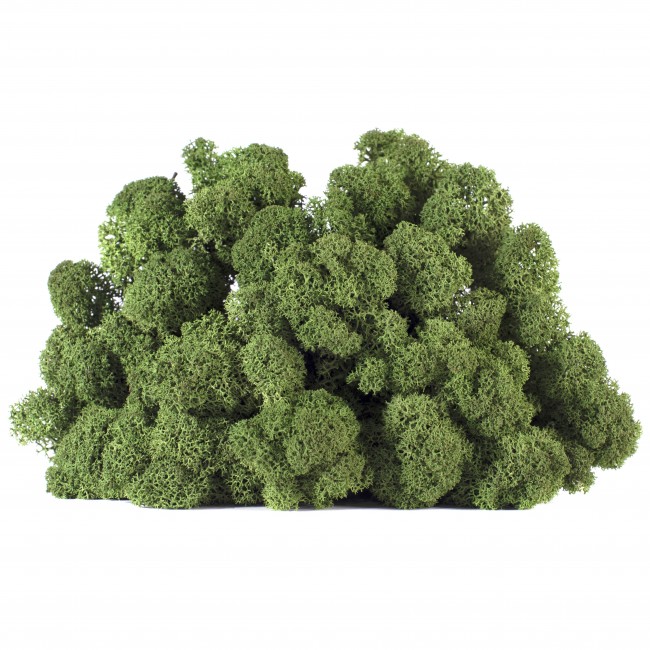 Stabilizovaný mech lišejník 0,5 kg - zelený
