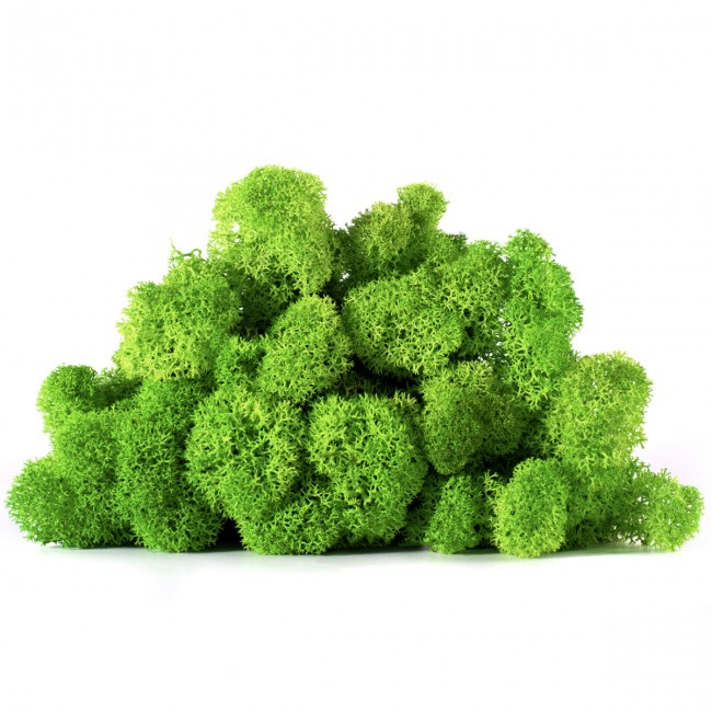 Stabilizovaný mech lišejník 0,5 kg - trávově zelená