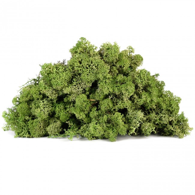 Stabilizovaný mech lišejník 4 kg - olivově zelená