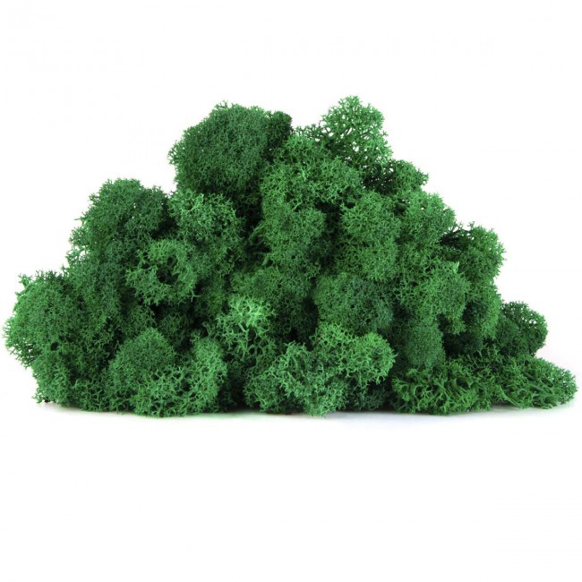 Stabilizovaný mech lišejník 4 kg - trávově zelená