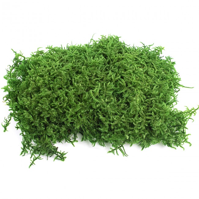 Stabilizovaný mech Lycopodium plochý 1,5 kg - zelený