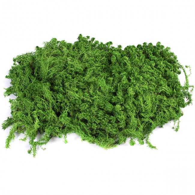Stabilizovaný mech Sphagnum plochý 1,5 kg - zelený