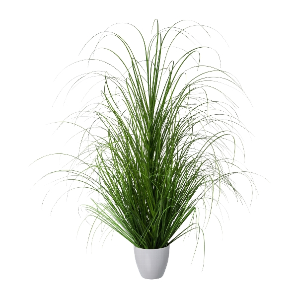 Tráva keř v bílém květináči, 115cm