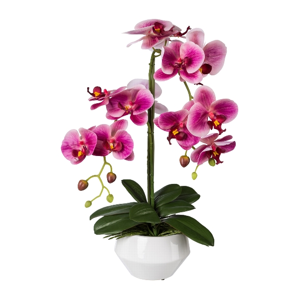 Orchidej růžová v květináči, 52cm