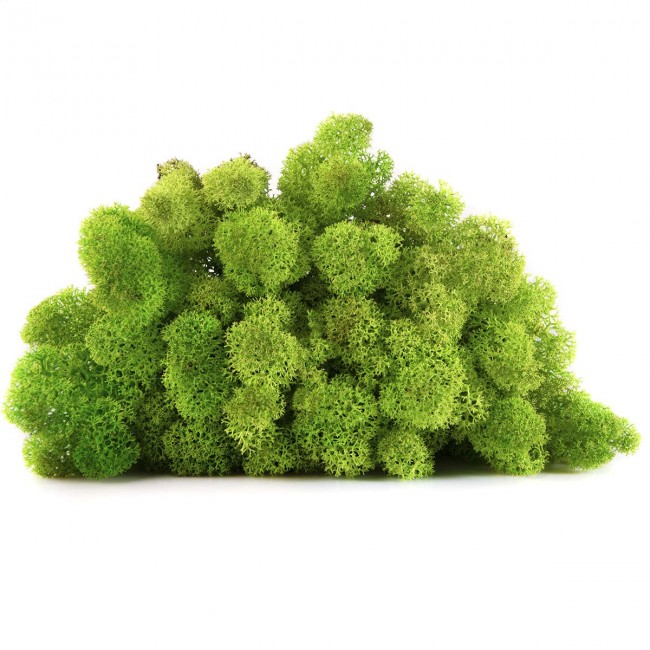 Stabilizovaný mech lišejník DELUXE čištěný  0,5 kg - limetková zelená