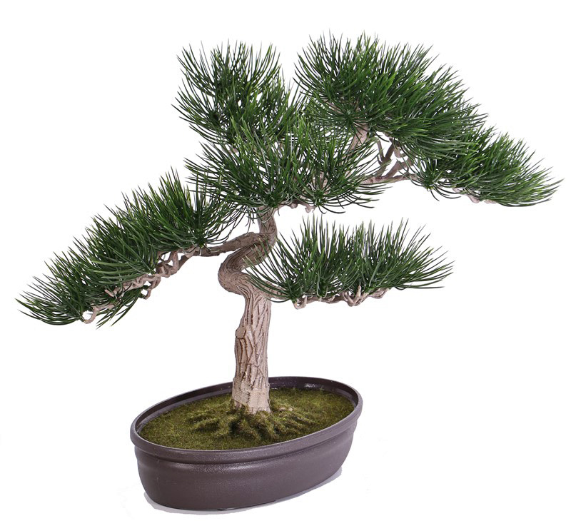 Bonsai borovice v květináči, 43cm