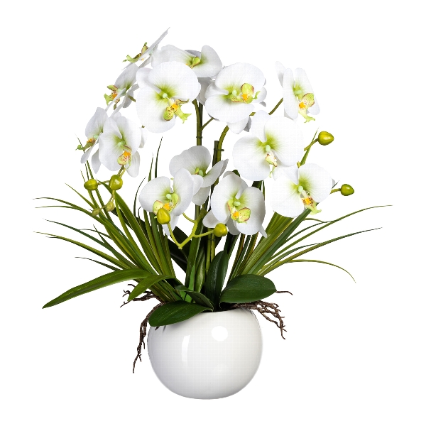 Orchidej Můrovec bílý v květináči, 58cm