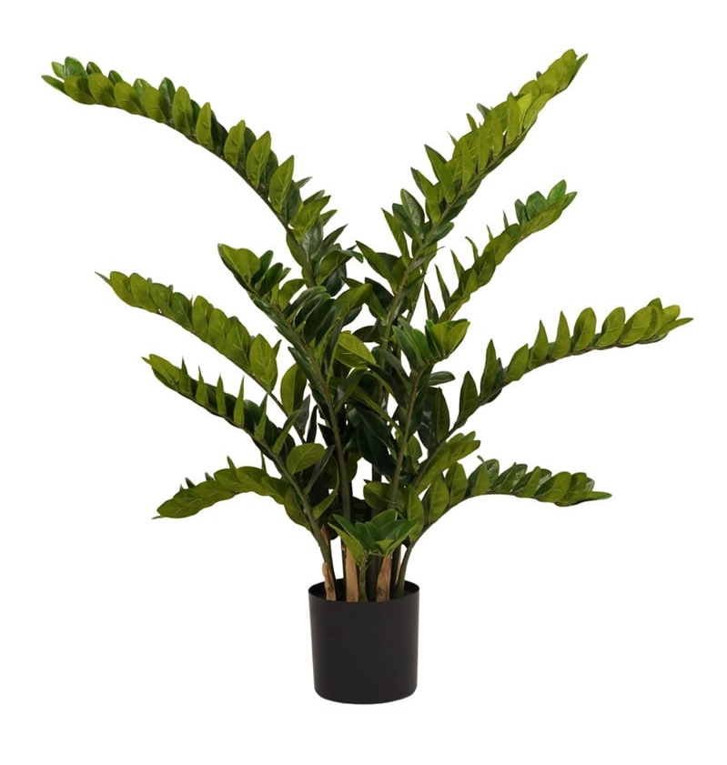 Zamiifolia - Zamioculcas, 130cm