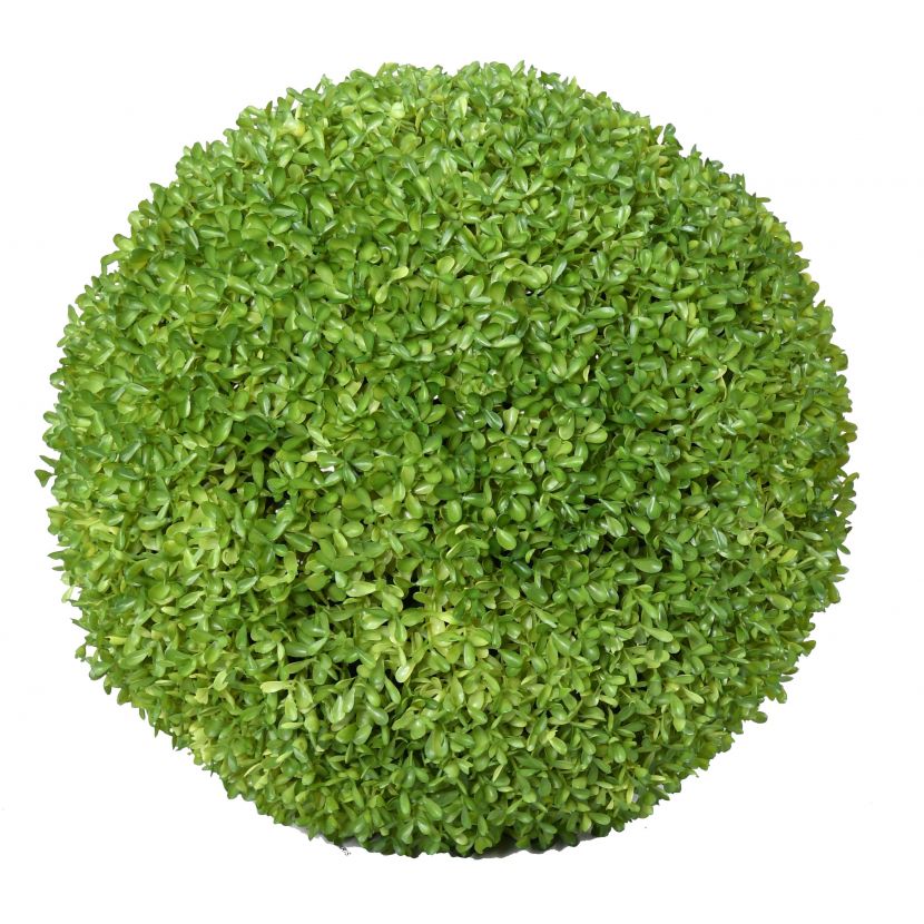 Zimostráz - Buxus koule, 40cm