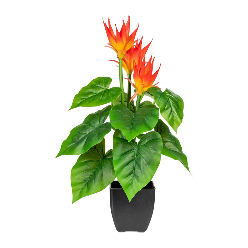 Guzmania v květináči, 58cm