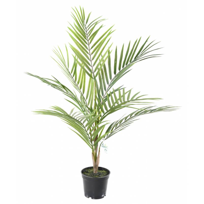 Areca palma, 60cm
