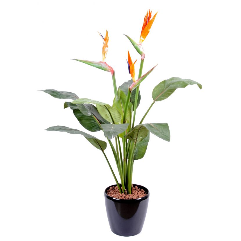 Strelície květina deluxe - 3 květy, 98 cm