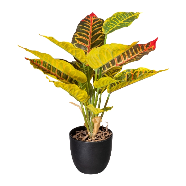 Croton v květináči, 35cm
