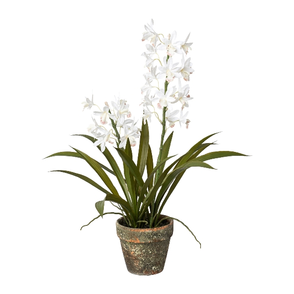 Člunatec orchidej bílá v květináči, 50cm