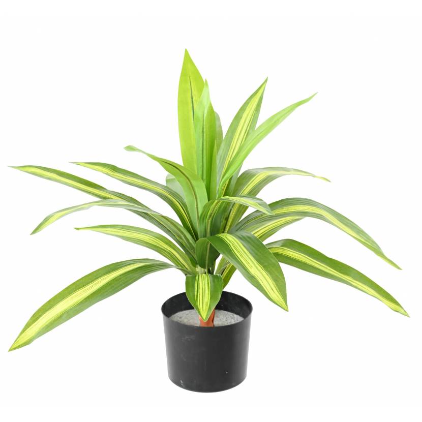 Dracena palma světlá, 55cm