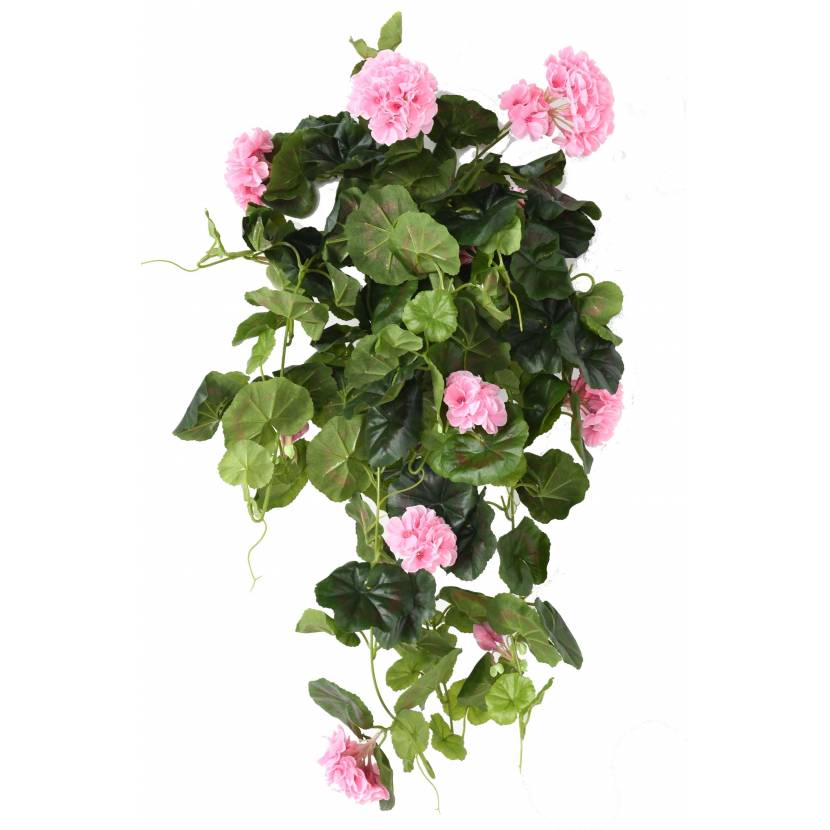 Šlahoun pelargonie růžová, 60cm