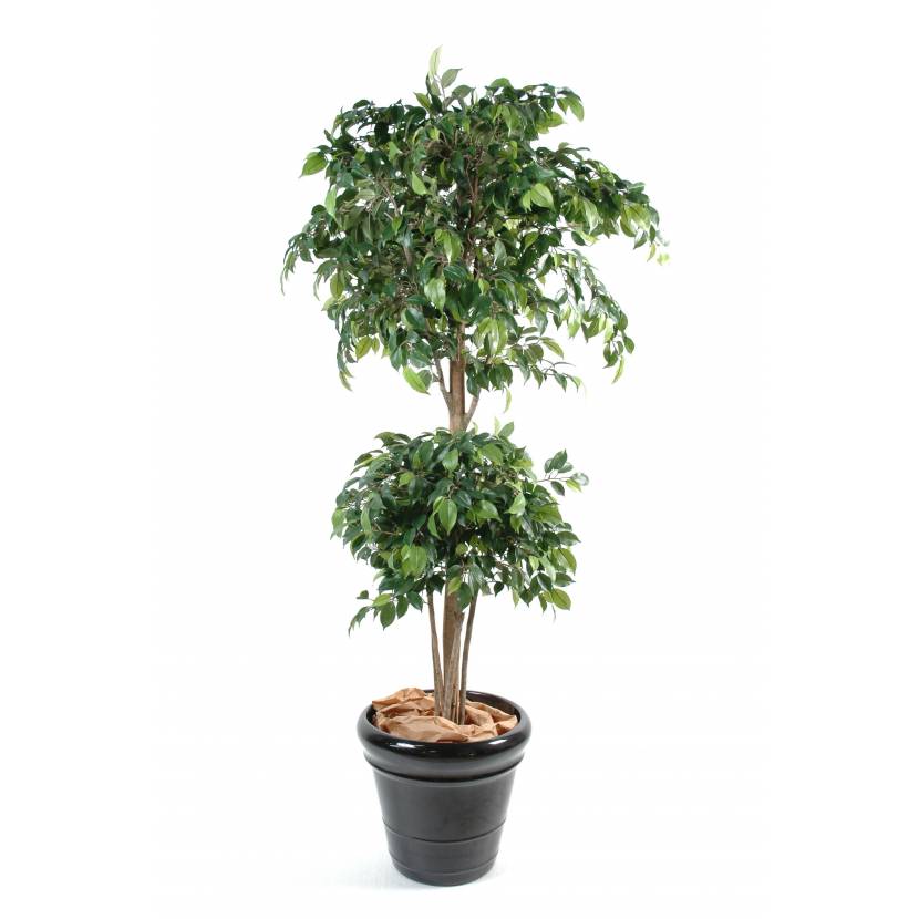 Fíkus Double Ball, 180cm