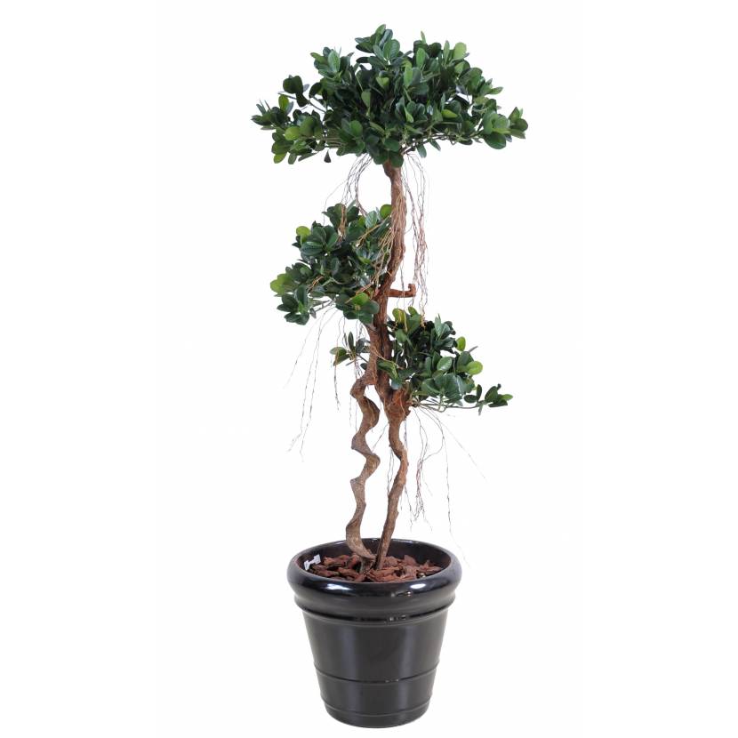 Fíkus Panda New, 170cm