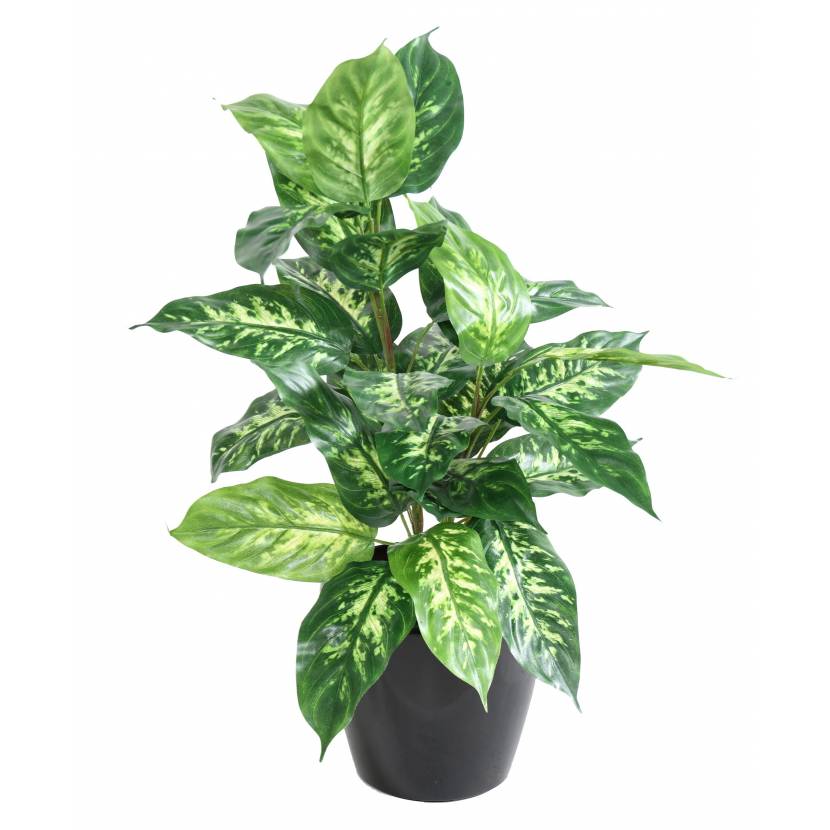 Difenbachie 28 listů, 70 cm