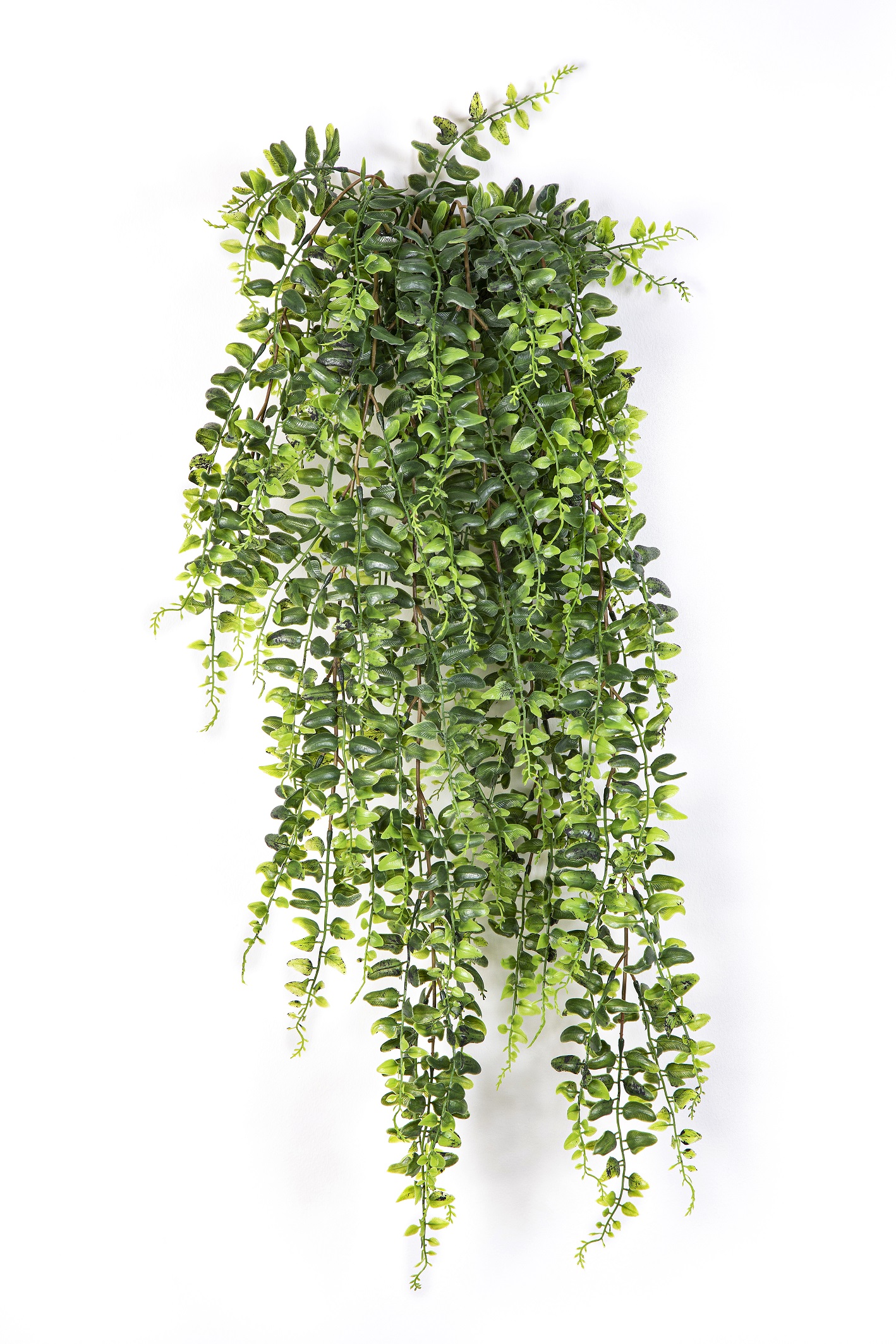 Popínavé bostonské kapradí DELUXE S, 75cm