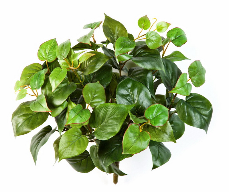 Philodendron popínavý premium, průměr 30cm