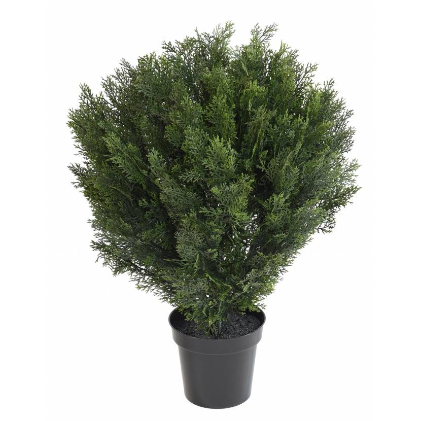 Cypřiš kulatý, 90cm
