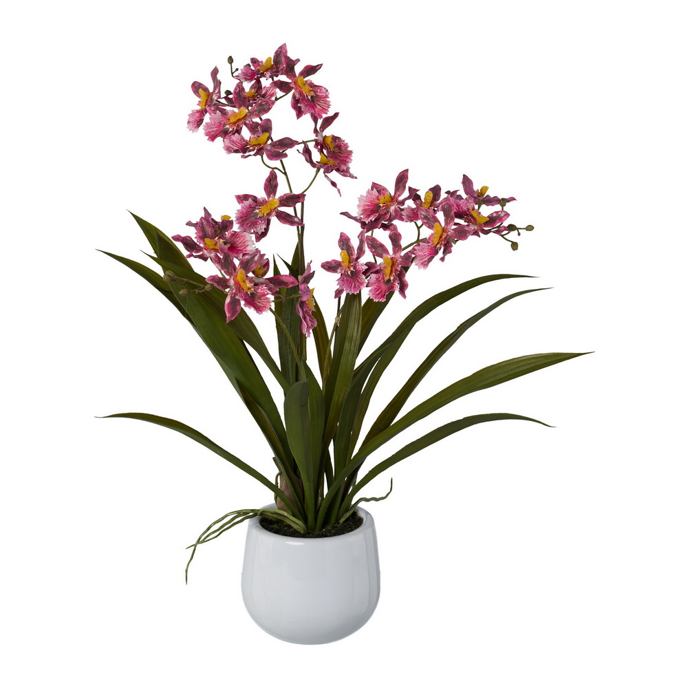 Orchidej Gambia růžová v květináči, 50cm
