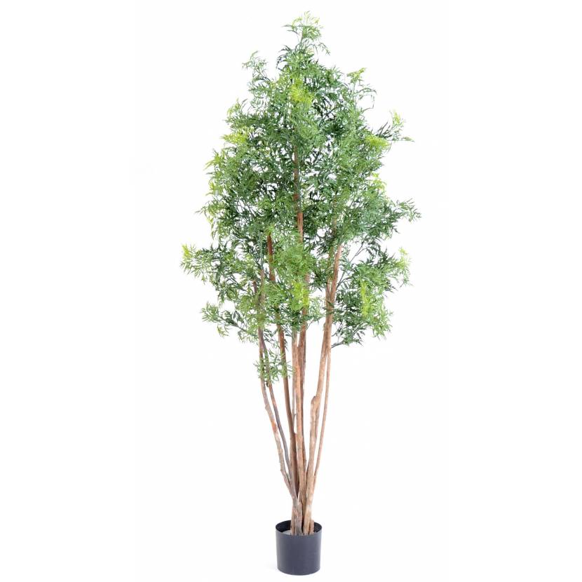 Aralia Ming Nitida, 180cm