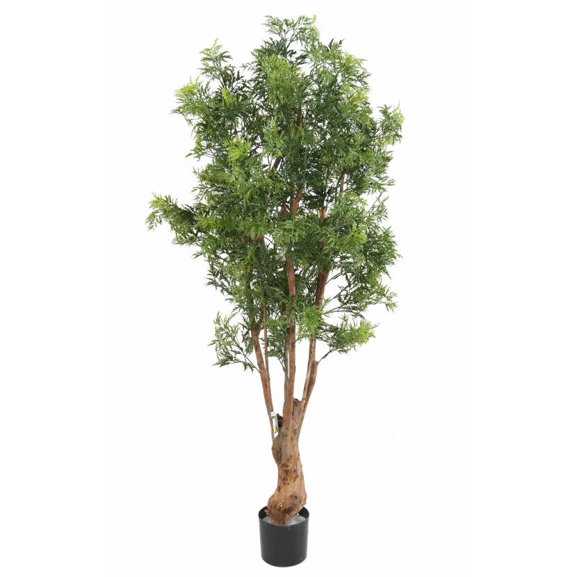 Aralia Ming Nitida TN UV, 170cm
