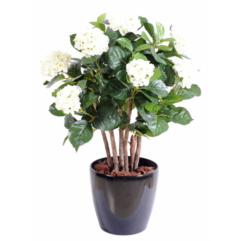 Hortenzie bílá, 80 cm