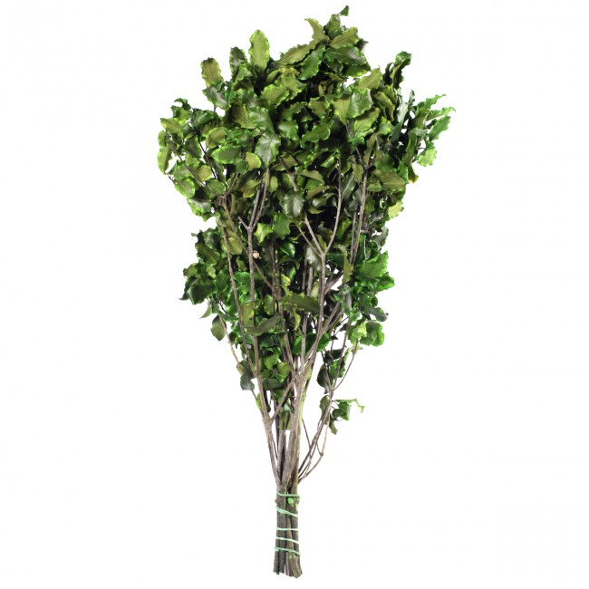 Stabilizovaná rostlina Pitosporum Tenuifolium Green 30-40 cm