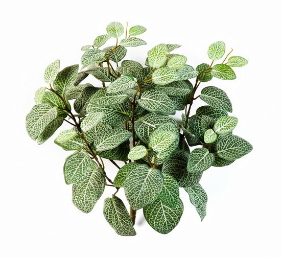 Fittonia popínavá premium, průměr 30cm