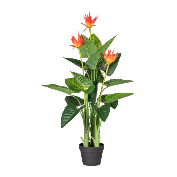 Guzmania 3 květy, 105cm