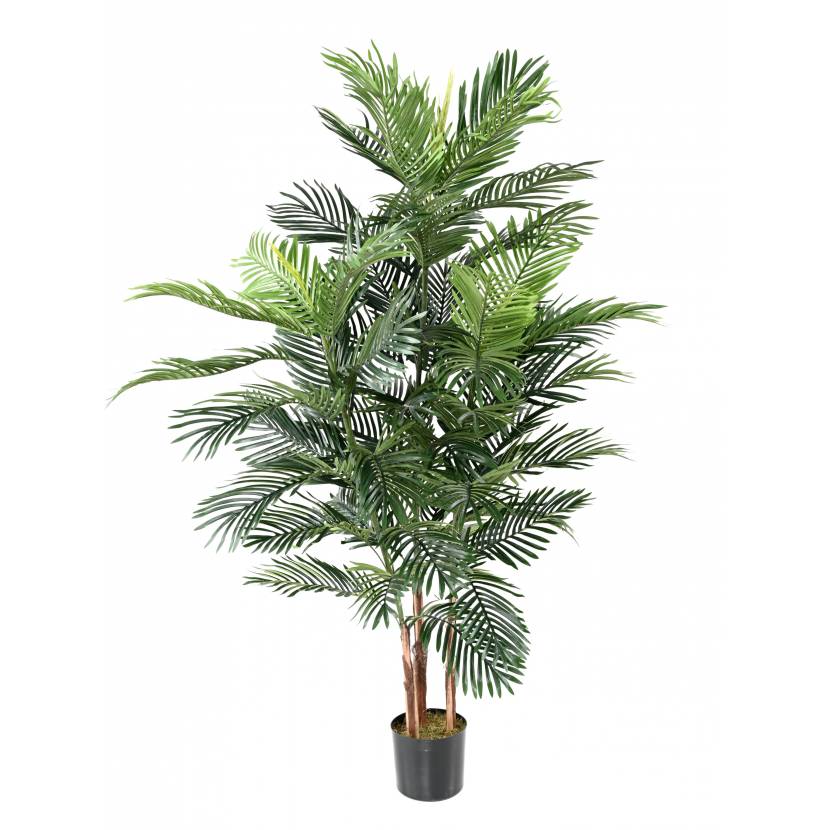 Areca palma 3 kmeny, 180cm