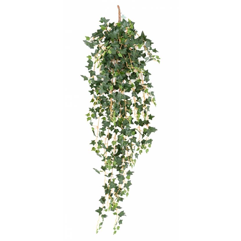 Popínavý Břečťan Mini, 110cm