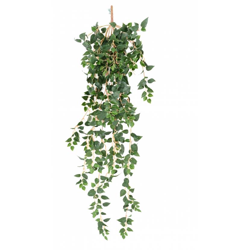 Popínavý Pothos Mini, 110cm