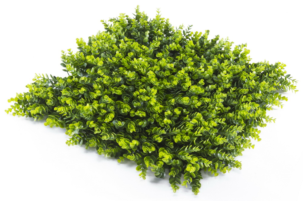 Umělá zelená stěna BUXUS SEMPERVIRENS PREMIUM, dílec 50x50cm, plocha 0,25m2