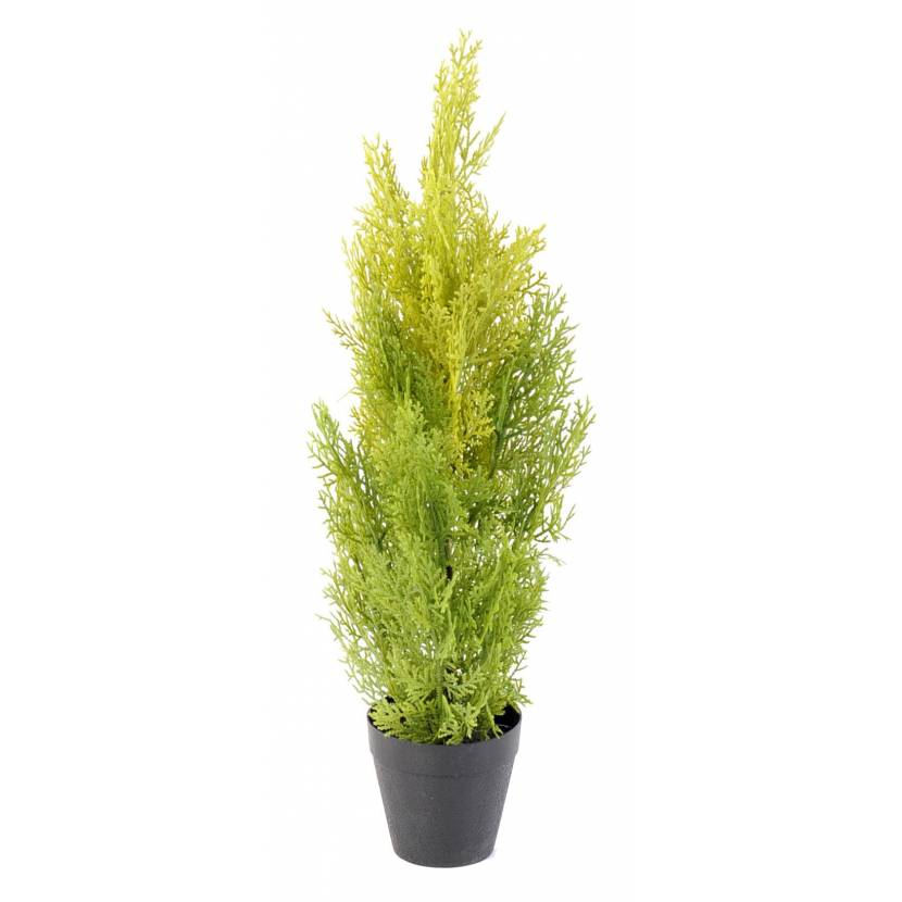 Cypřiš světlý v květináči, 60cm
