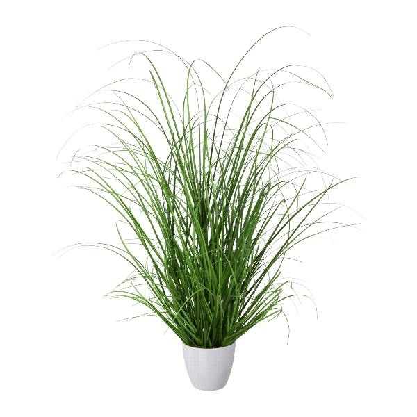 Tráva keř v bílém květináči, 60cm