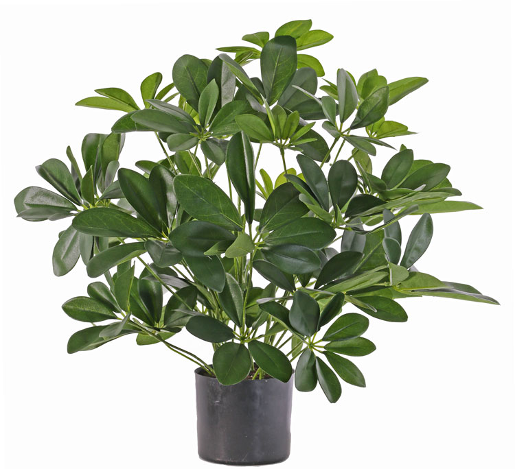 Schefflera keřík v květináči, 50cm