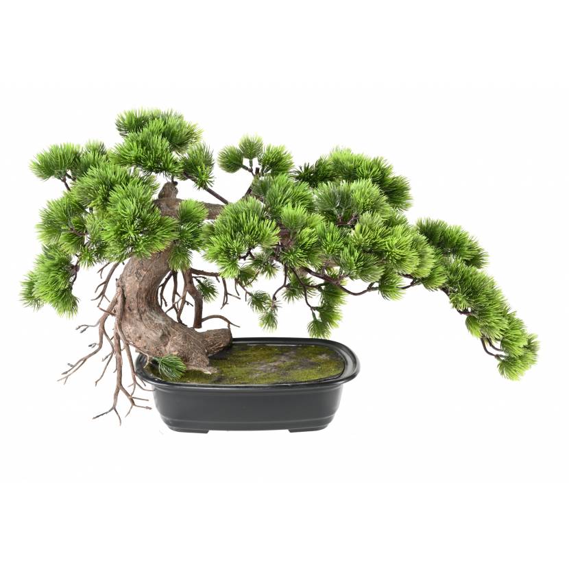 Bonsai borovice v květináči, 37cm