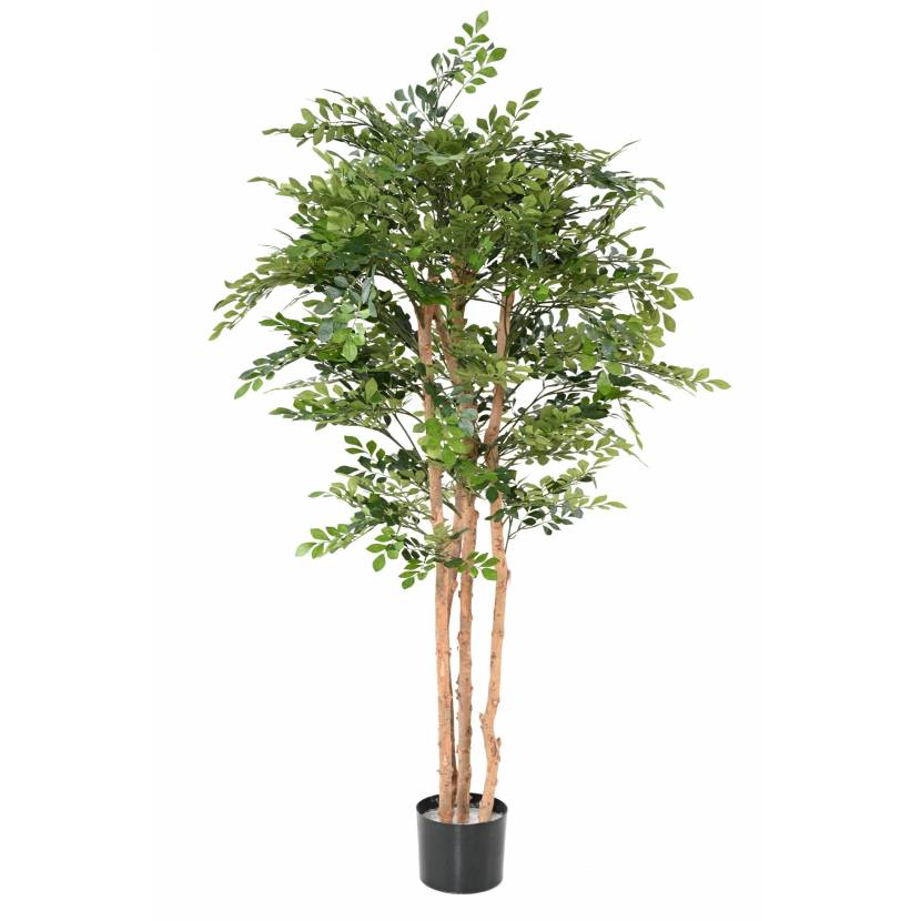 Akácie strom, 170cm