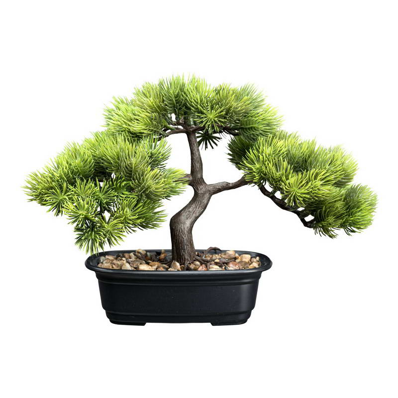 Bonsai borovice lux, 23x30cm