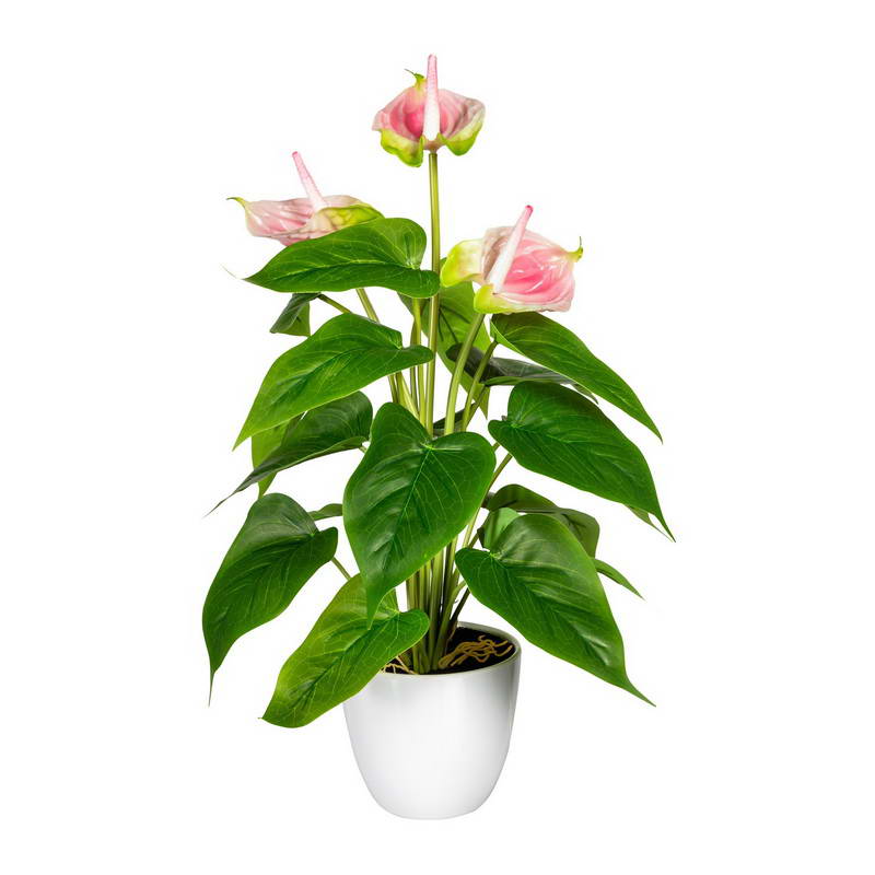 Anthurium růžová v květináči, 40cm