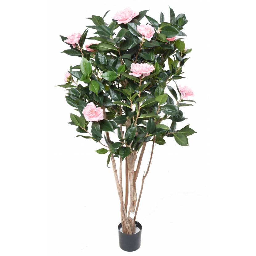 Kamélie japonská s růžovými květy, 130 cm