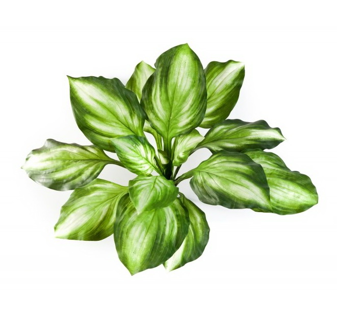 Hosta zeleno žlutá premium, 55cm