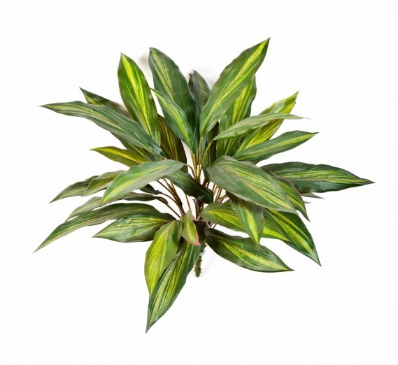 Dracaena premium, 48cm