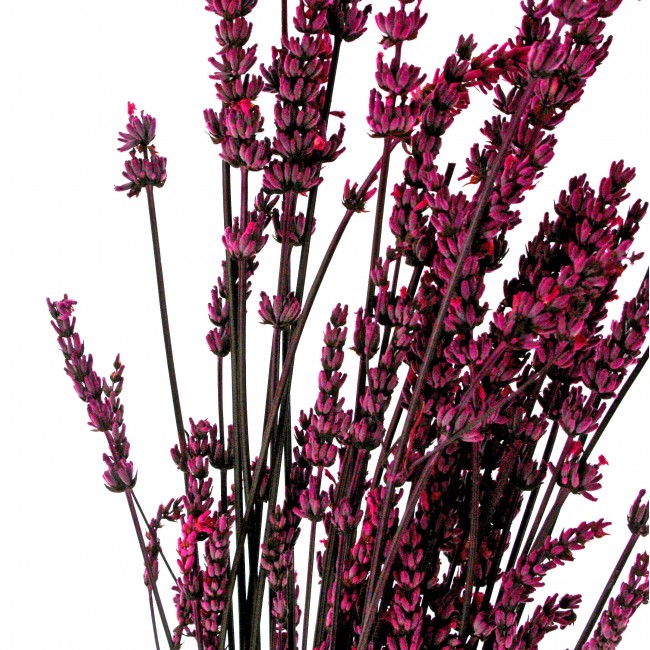 Stabilizovaná rostlina Lavandule Fuchsia 40-60 cm